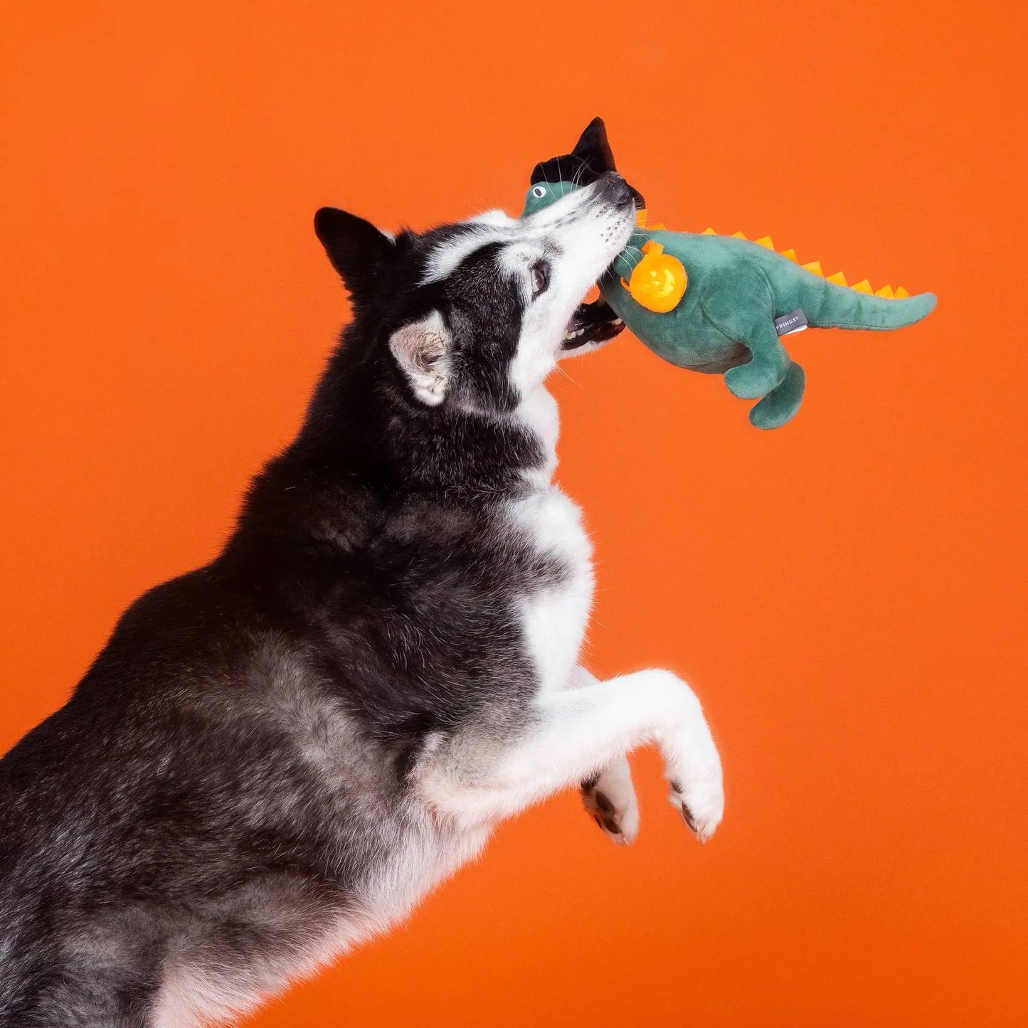 Fringe Halloween Dino pivelegetøj - Candy Rex - Dapple