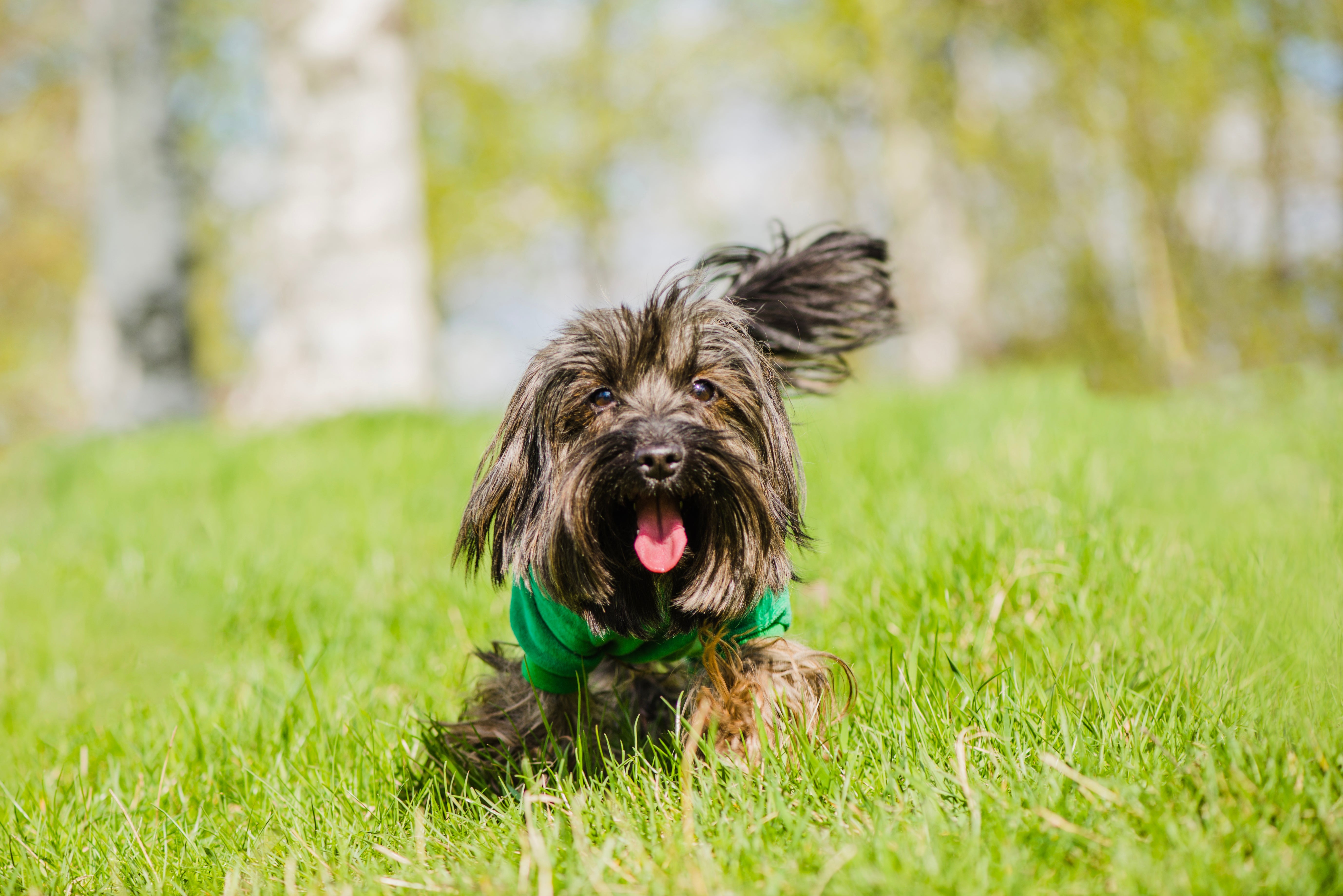 5 Små Ting, Der Gør Din Hund Ekstra Glad (Og Du Vil Elske Dem Også!)