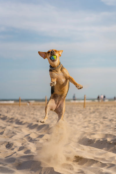 Summer Fun with Your Dog: 5 Must-Know Dog Tips for a Safe & Happy Season - Dapple