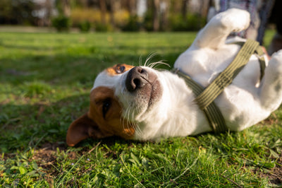 Do Dogs Know It’s the Weekend? And Other Funny Things They Definitely Understand