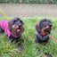 Standard Gravhund Fleece Trøje m. vandtæt mavepanel - Dapple