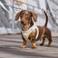 Dukier - Beige hundesele
