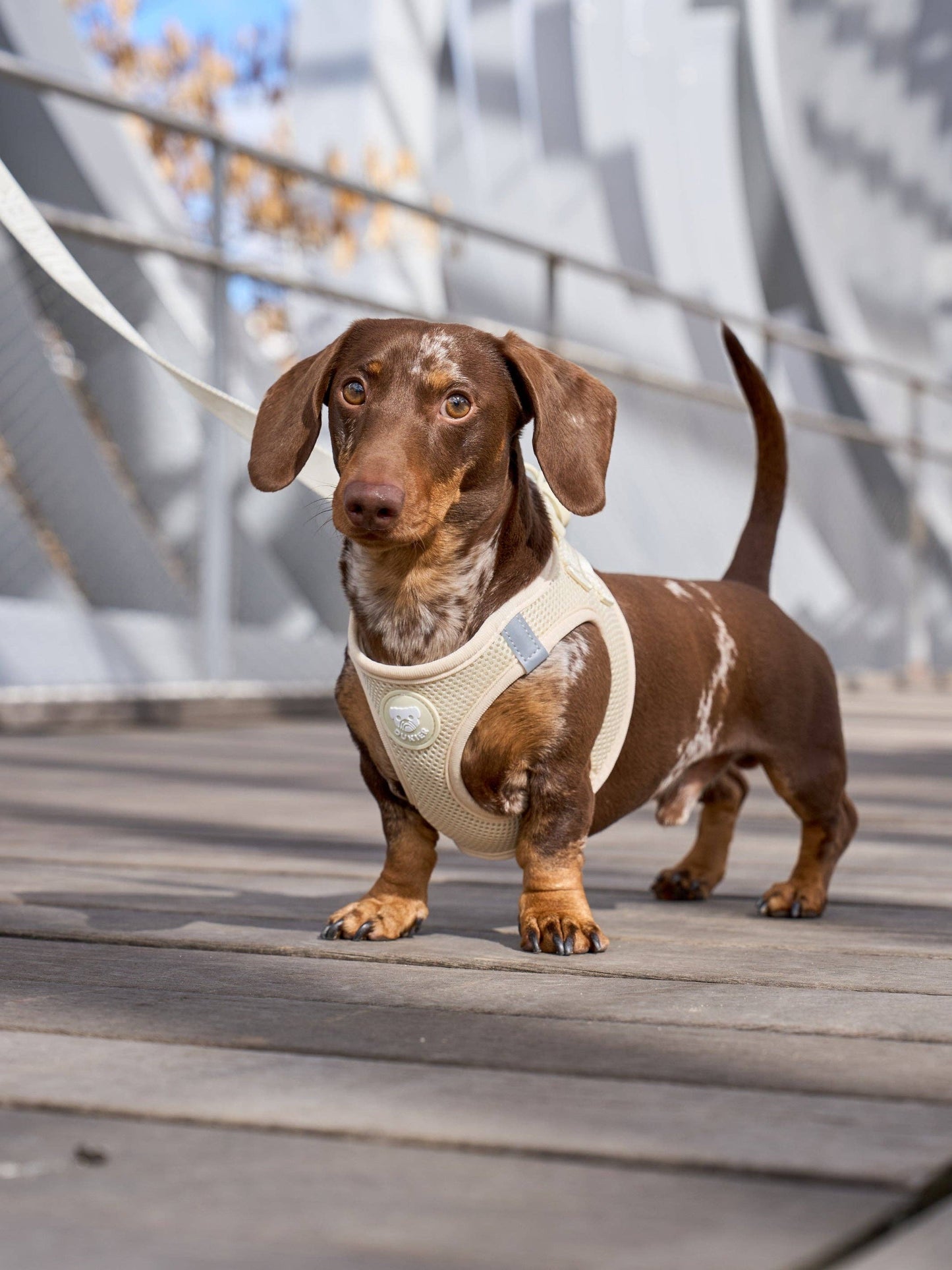 Dukier - Beige hundesele