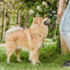 Ne&No® Hundesnor i Reb 170 cm - Fast Hundeline med Læderdetaljer