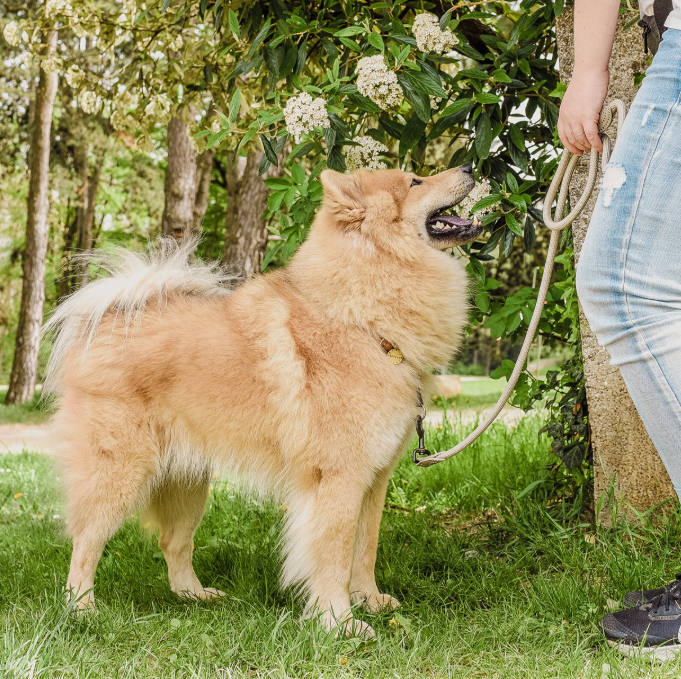 Ne&No® Hundesnor i Reb 170 cm - Fast Hundeline med Læderdetaljer