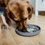 Ne&No® Slow Feeder Hundeskål & Slikkemåtte - Anti-Slug Skål til Hunde og Katte
