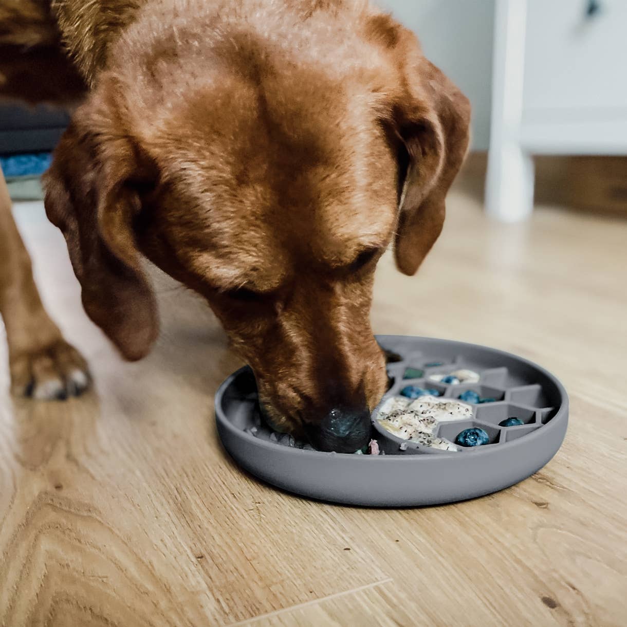 Ne&No® Slow Feeder Hundeskål & Slikkemåtte - Anti-Slug Skål til Hunde og Katte