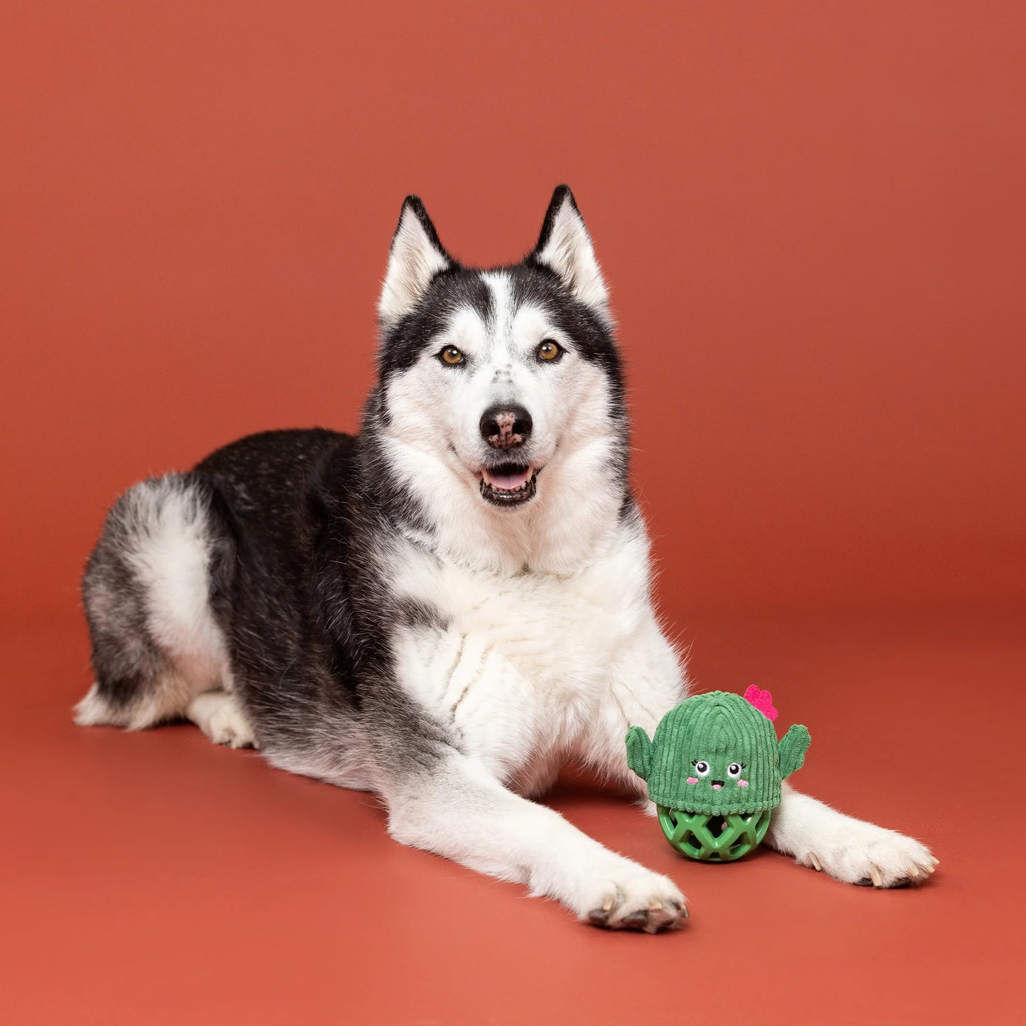 Fringe Kaktus tyggelegetøj - Prickly But Sweet!