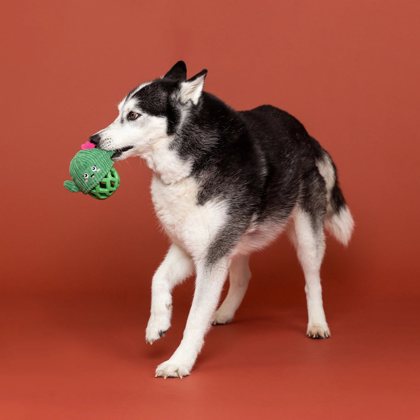 Fringe Kaktus tyggelegetøj - Prickly But Sweet!