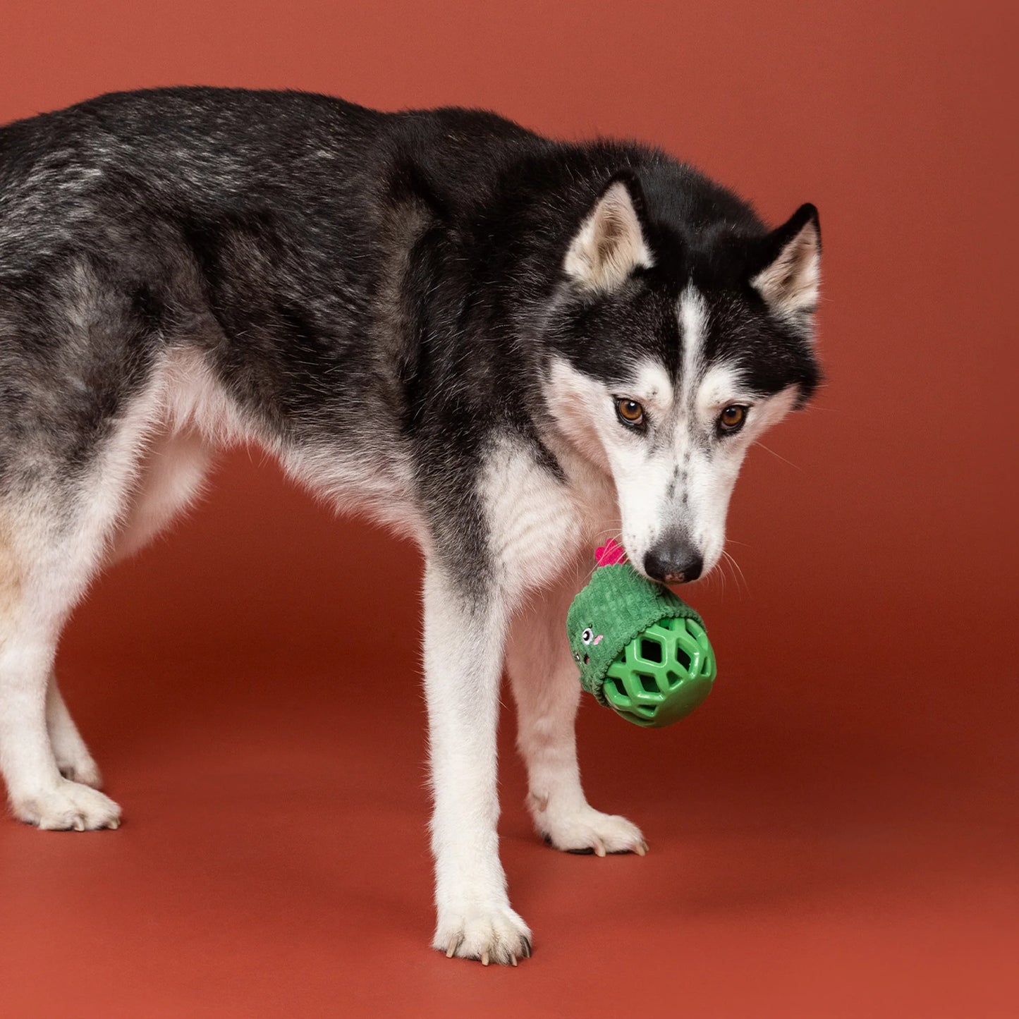 Fringe Kaktus tyggelegetøj - Prickly But Sweet!