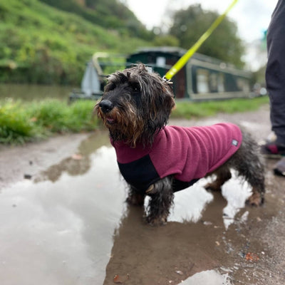 Standard Gravhund Fleece Trøje m. vandtæt mavepanel - Dapple