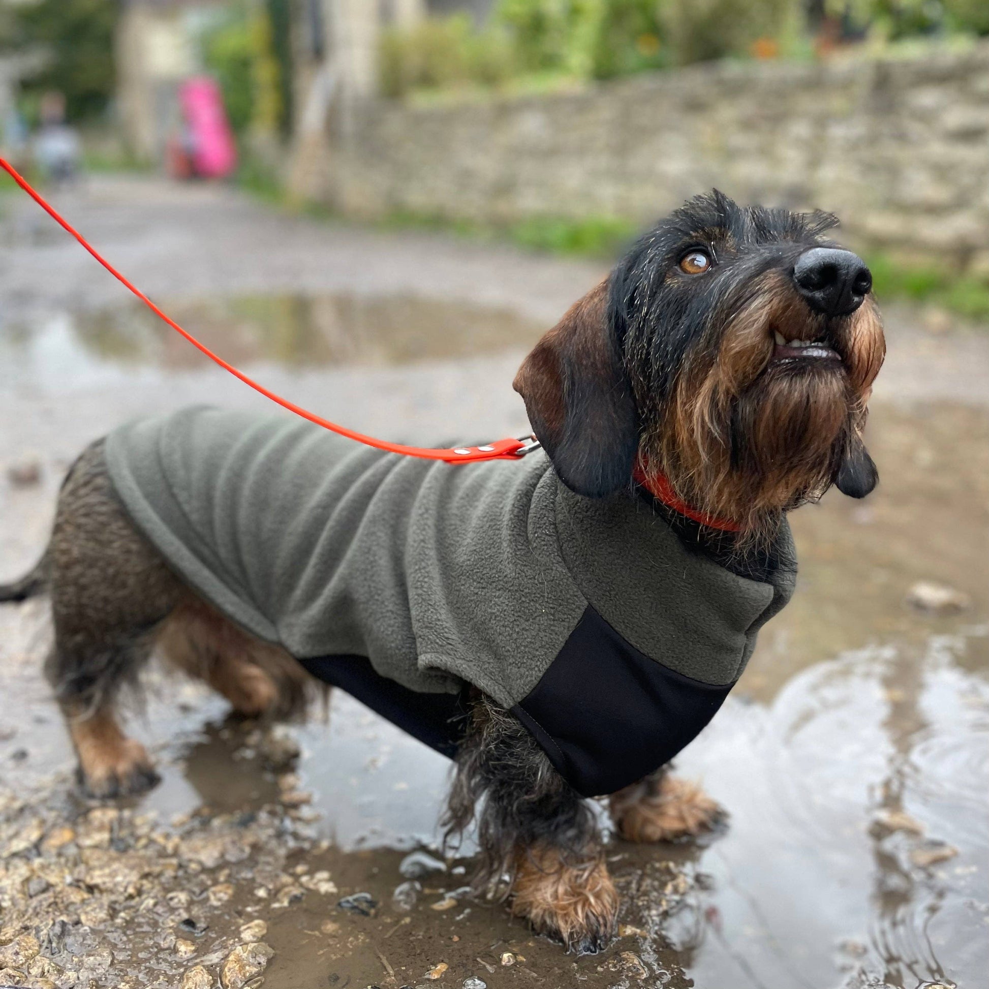 Standard Gravhund Fleece Trøje m. vandtæt mavepanel - Dapple