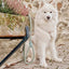 Ne&No® Hundesnor i Reb 170 cm - Fast Hundeline med Læderdetaljer