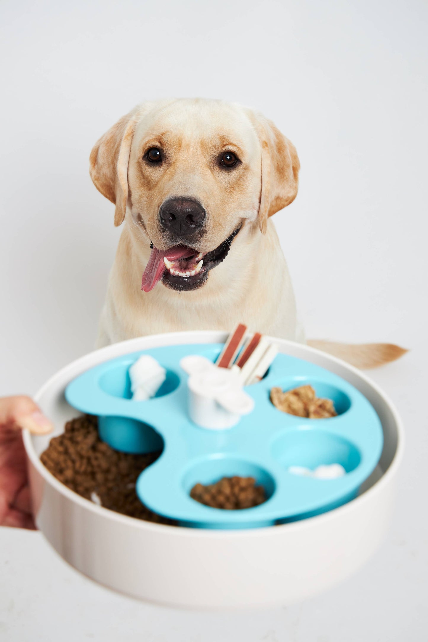 PetDreamHouse  - SPIN Interactive Slow Feeder