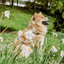 Ne&No® Hundesnor i Reb 170 cm - Fast Hundeline med Læderdetaljer