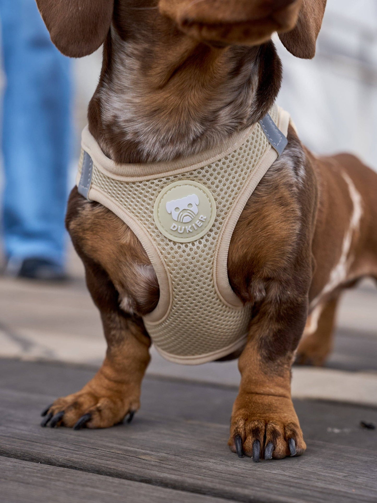 Dukier - Beige hundesele