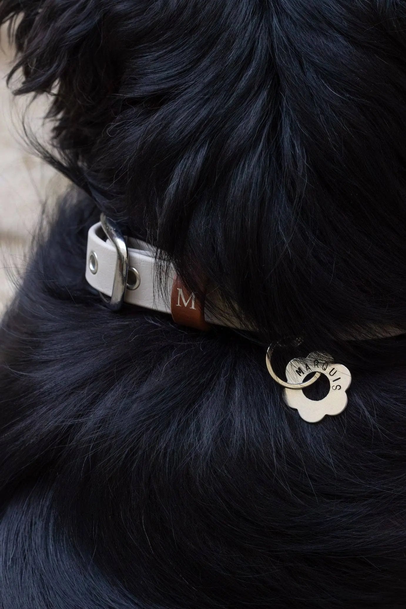 Atelier Markiz - Sand Vandtæt Biothane Halsbånd - Dapple