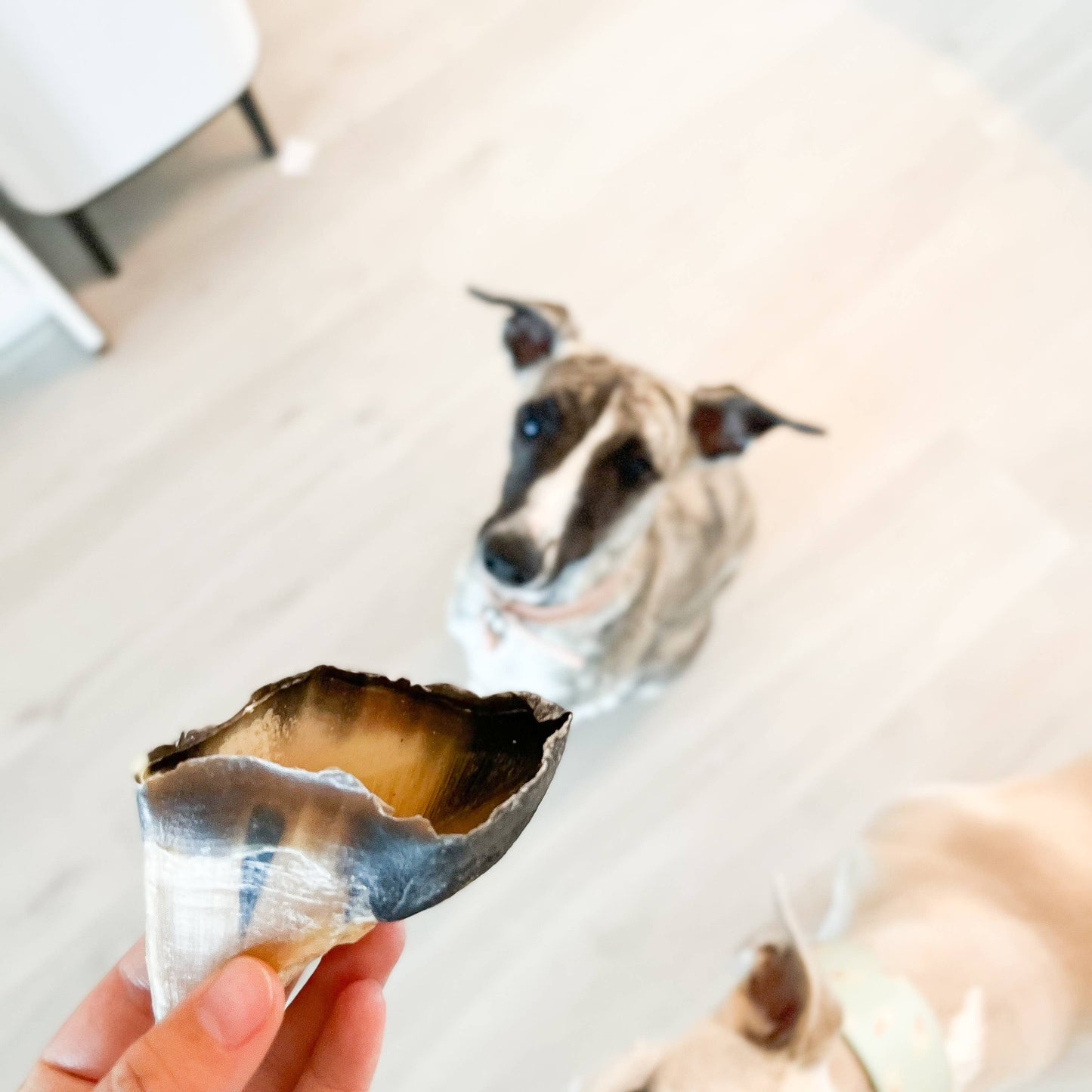 Kivo Kalveklove til Hund - 10 stk 750g