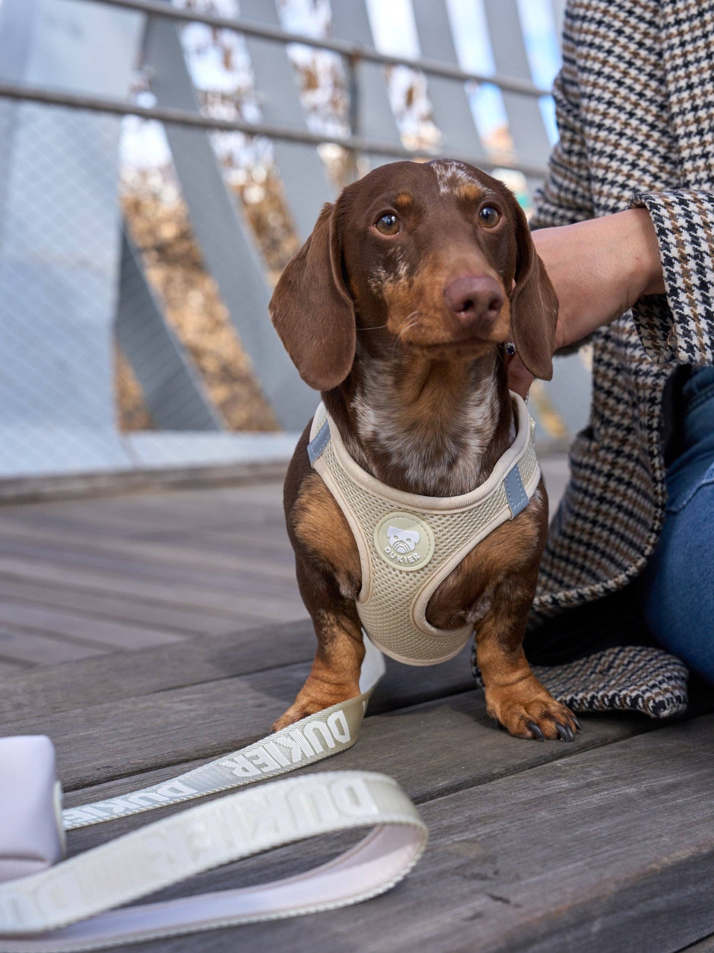 Dukier - Beige hundesele