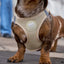 Dukier body harness - Beige hundesele - Dapple