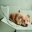 Ne&No® Hundesnor i PVC 150 cm - Vejrbestandig, Vandafvisende og Nem at Rengøre