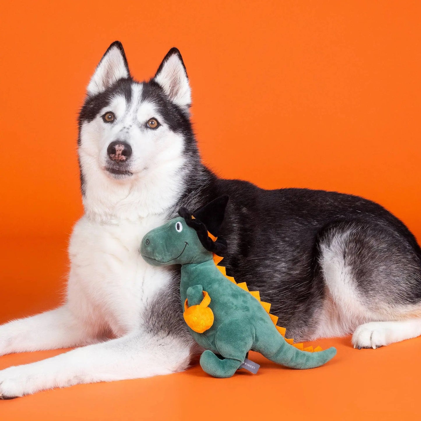 Fringe Halloween Dino pivelegetøj - Candy Rex - Dapple